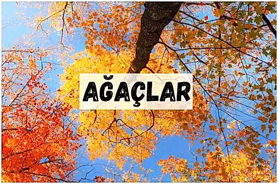 AĞAÇLAR