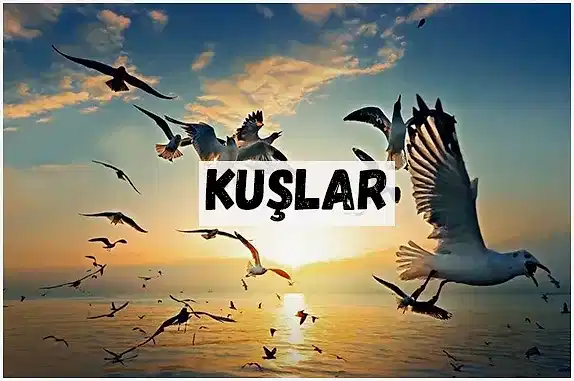KUŞLAR