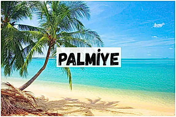 PALMİYE