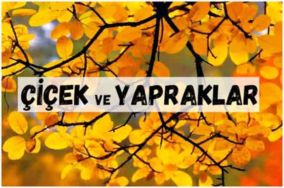 ÇİÇEK YAPRAK